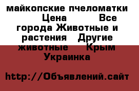  майкопские пчеломатки F-1  › Цена ­ 800 - Все города Животные и растения » Другие животные   . Крым,Украинка